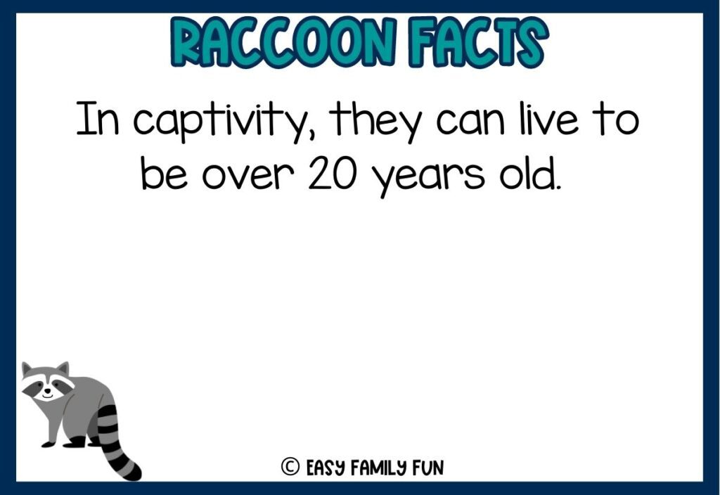 in post image with white background, dark blue border, bold teal title that says "Raccoon Facts", text of a fact about raccoons and an image of a raccoon