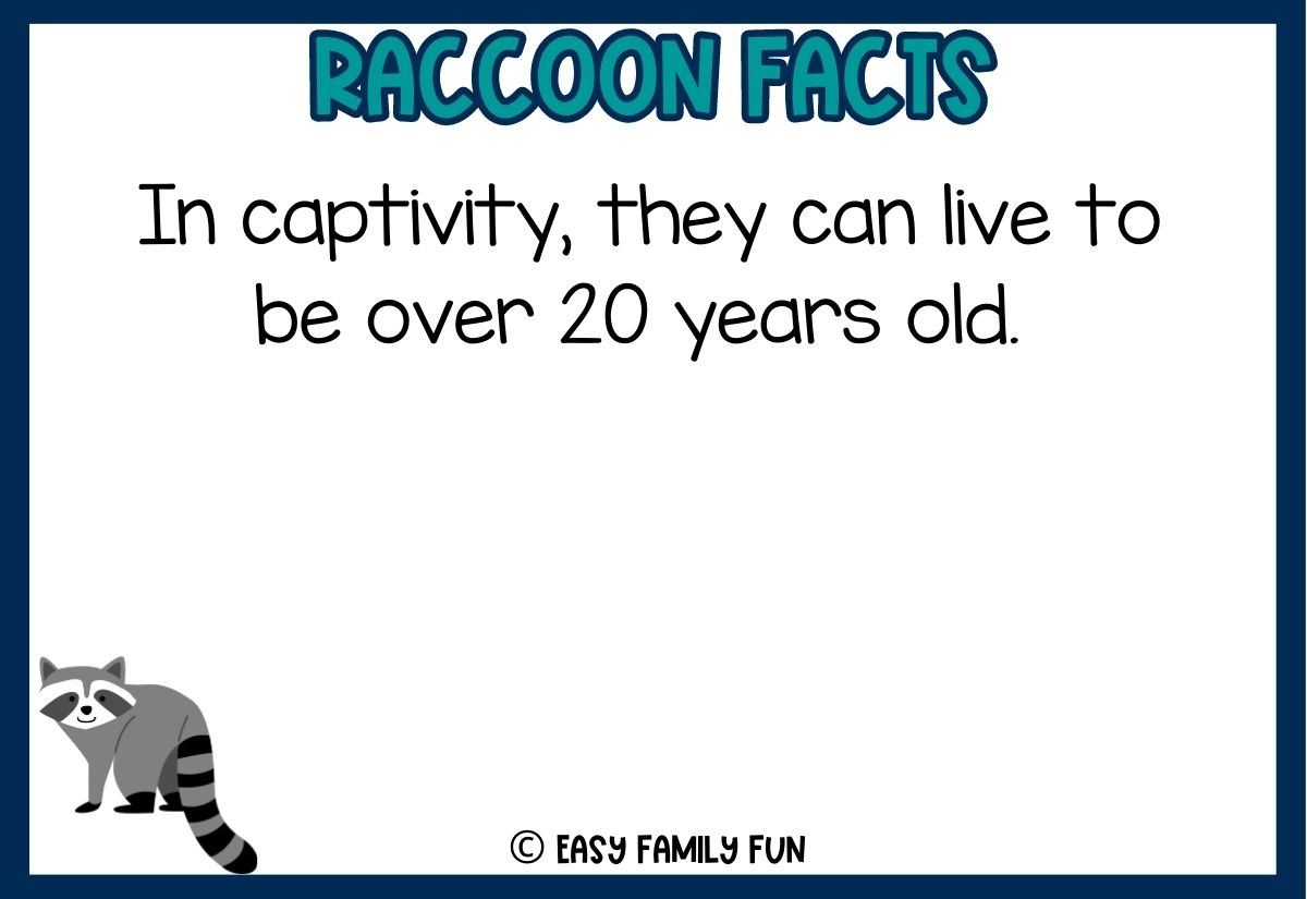 40 Mischievous Facts About Raccoons