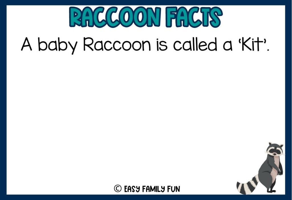 in post image with white background, dark blue border, bold teal title that says "Raccoon Facts", text of a fact about raccoons and an image of a raccoon