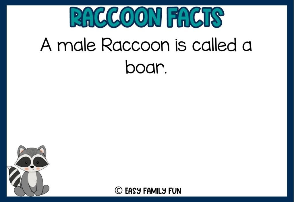 in post image with white background, dark blue border, bold teal title that says "Raccoon Facts", text of a fact about raccoons and an image of a raccoon