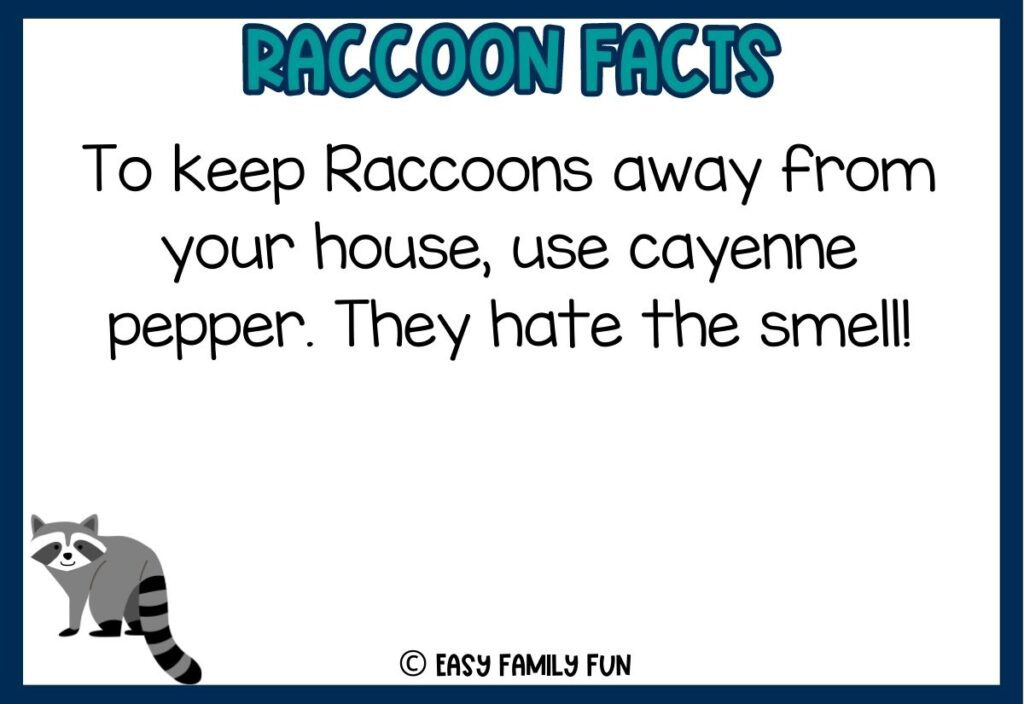 in post image with white background, dark blue border, bold teal title that says "Raccoon Facts", text of a fact about raccoons and an image of a raccoon