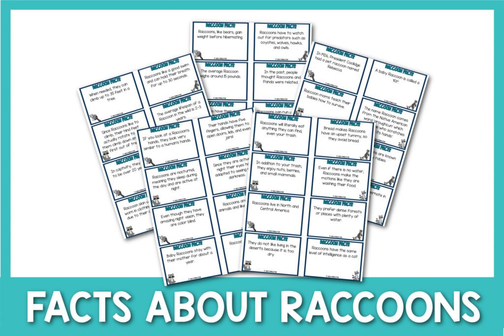 featured image with white background, teal border, bold white title that says "Facts about Raccoons" and images of raccoon printables 