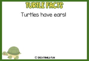 50 Incredible Facts About Turtles