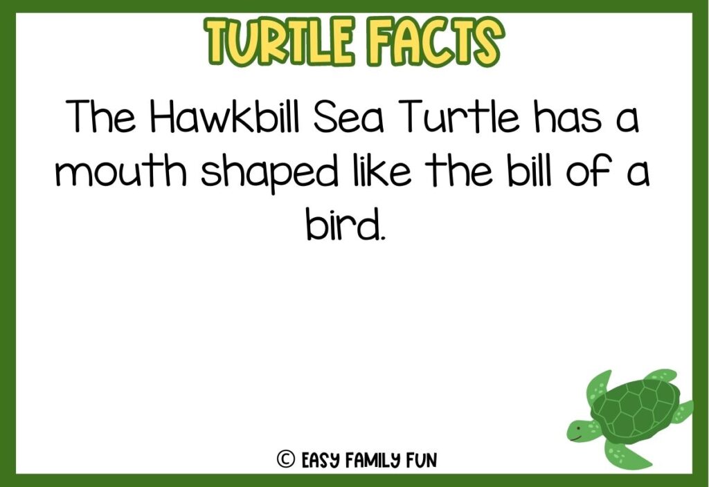 in post image with green border, bold yellow title that says "Turtle Facts", text of a fact about turtles and an image of a turtle