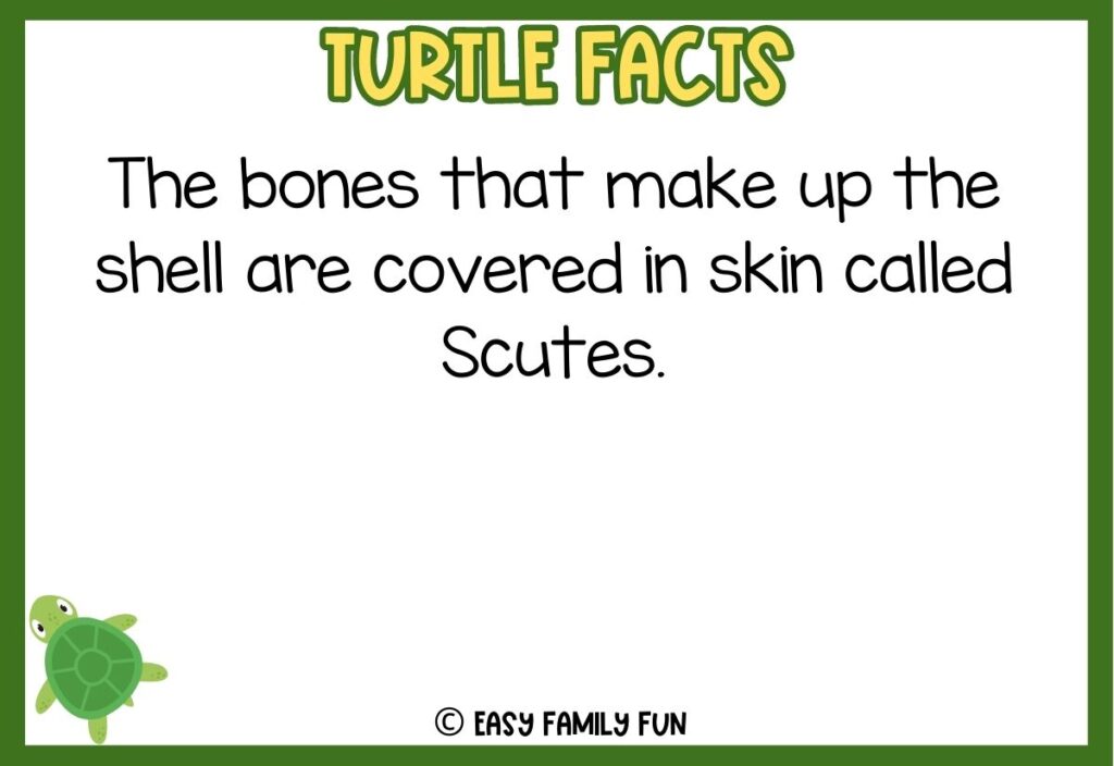 in post image with green border, bold yellow title that says "Turtle Facts", text of a fact about turtles and an image of a turtle