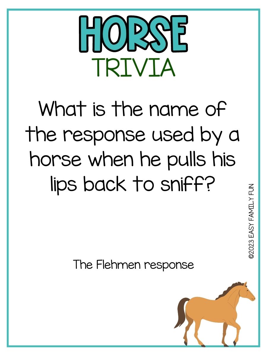 100 Best Horse Trivia Questions and Answers