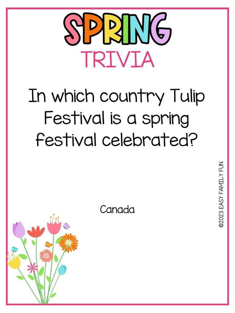 in post image with white background, pink border, bold rainbow title that says "Spring Trivia", text of spring trivia question and image of flowers
