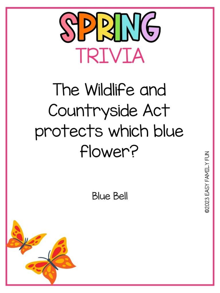 in post image with white background, pink border, bold rainbow title that says "Spring Trivia", text of spring trivia question and image of butterflies