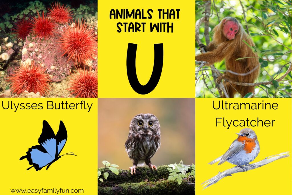 featured image with yellow background, bold title that says "Animals That Start with U" and images of animals that start with U