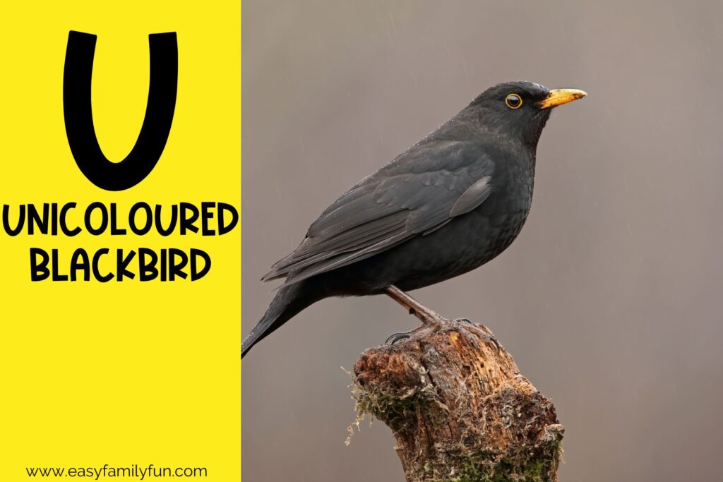 in post image with yellow background, bold letter U, name of an animal that starts with U, and an image of an Unicolored Blackbird