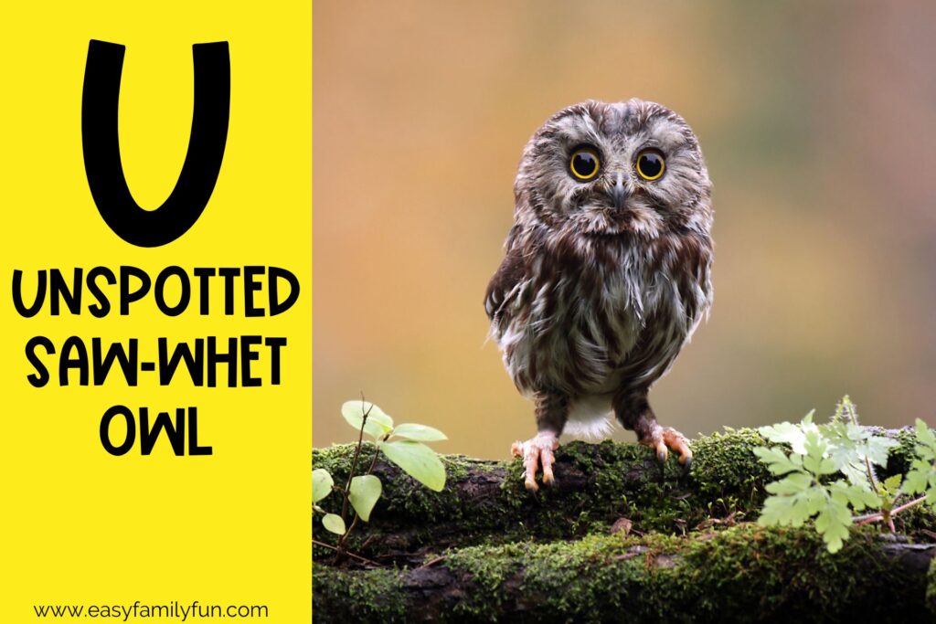 in post image with yellow background, bold letter U, name of an animal that starts with U, and an image of an Unspotted Saw-Whet Owl