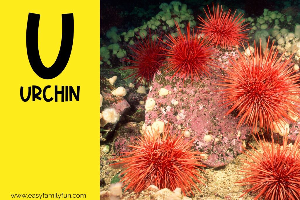 in post image with yellow background, bold letter U, name of an animal that starts with U, and an image of an Urchin
