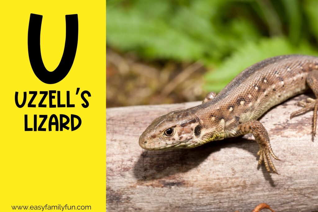 in post image with yellow background, bold letter U, name of an animal that starts with U, and an image of a Uzzell's Lizard