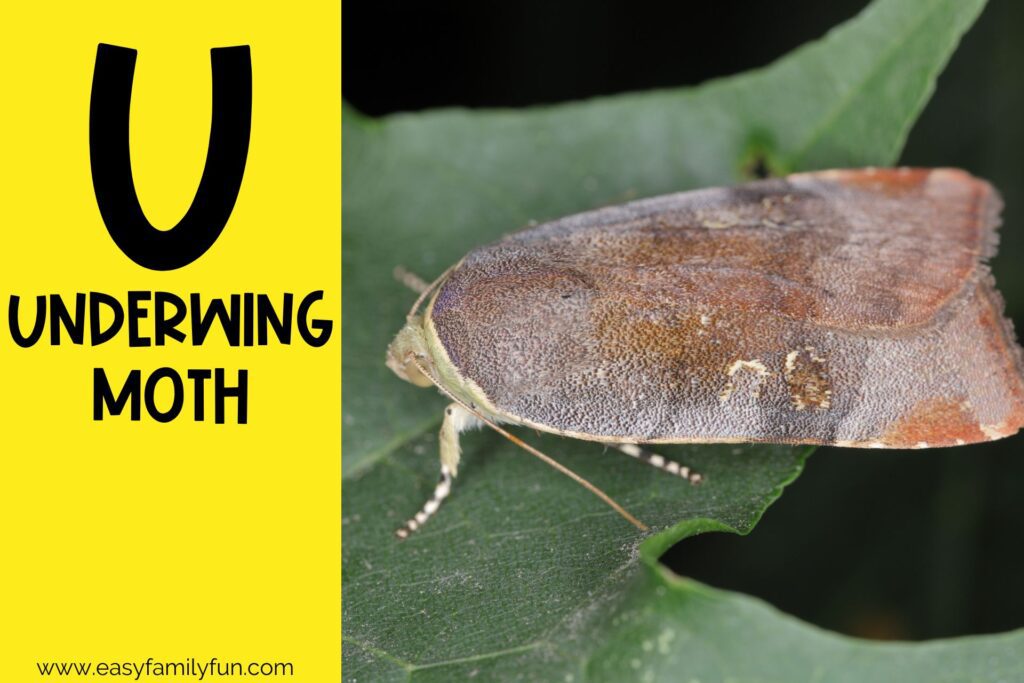in post image with yellow background, bold letter U, name of an animal that starts with U, and an image of an Underwing Moth
