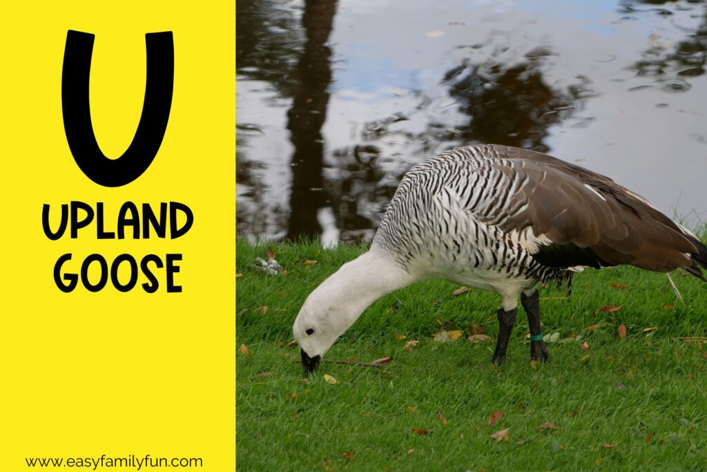 in post image with yellow background, bold letter U, name of an animal that starts with U, and an image of an Upland Goose