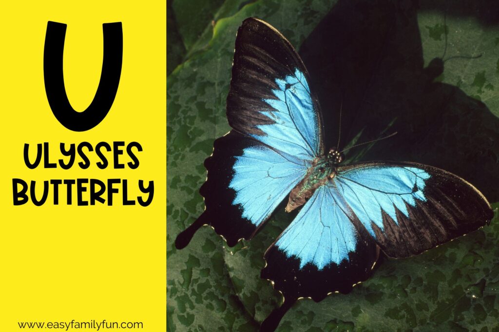 in post image with yellow background, bold letter U, name of an animal that starts with U, and an image of a Ulysses Butterfly