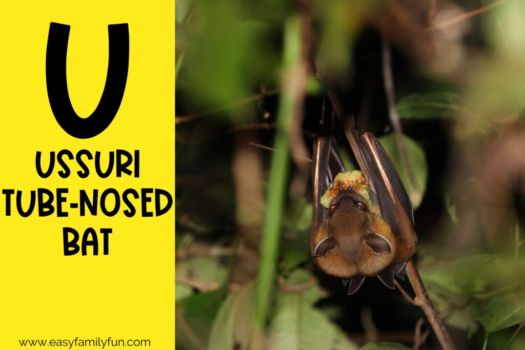 in post image with yellow background, bold letter U, name of an animal that starts with U, and an image of an Ussuri Tube0Nosed Bat