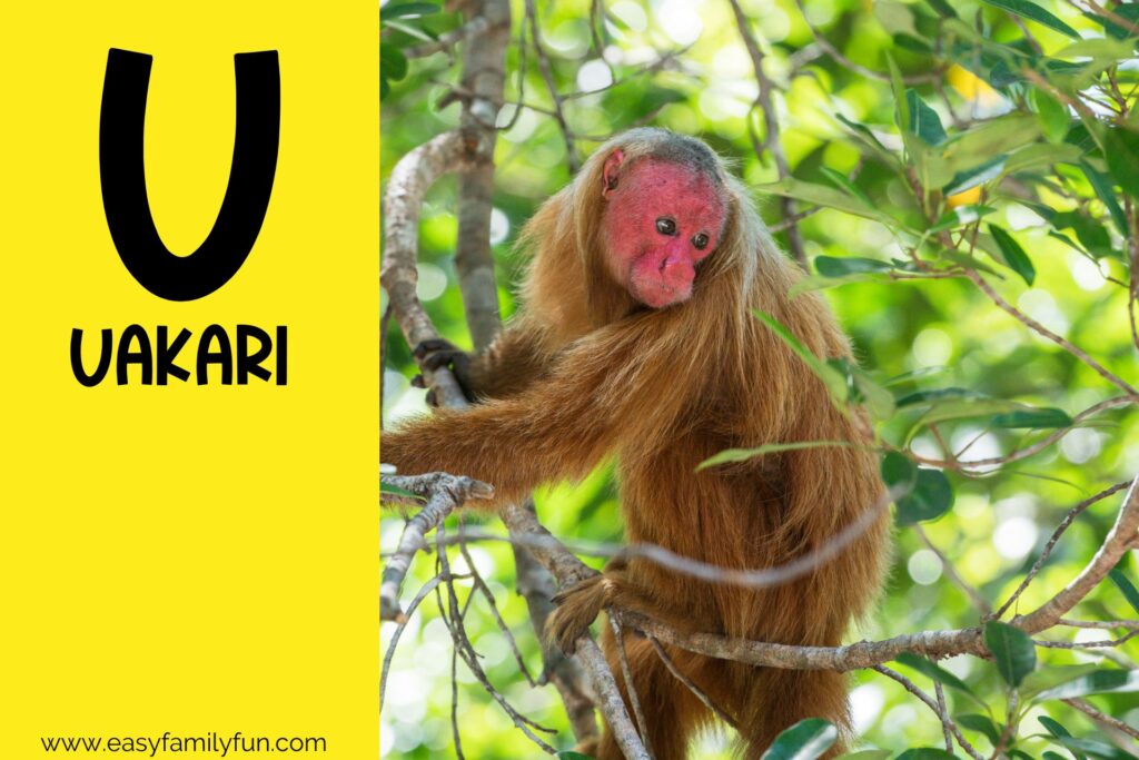 in post image with yellow background, bold letter U, name of an animal that starts with U, and an image of a Uakari