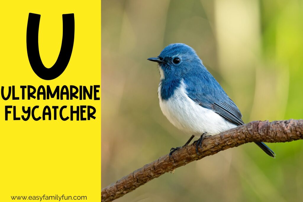 in post image with yellow background, bold letter U, name of an animal that starts with U, and an image of an Ultramarine Flycatcher