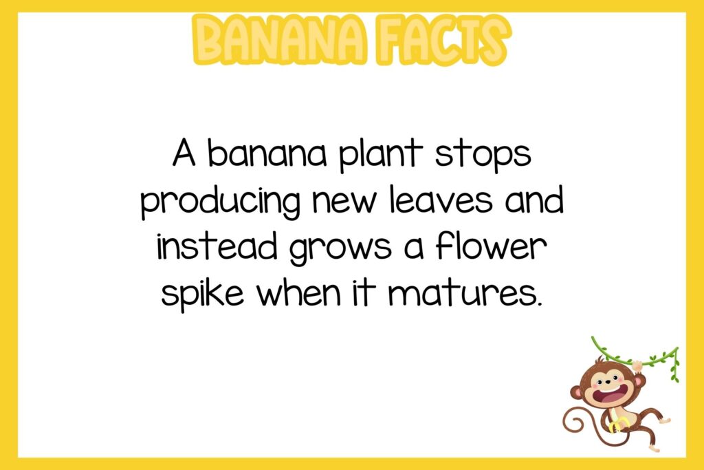 white background, yellow border, text of banana facts, and an image of a monkey eating a banana while hanging from a liana