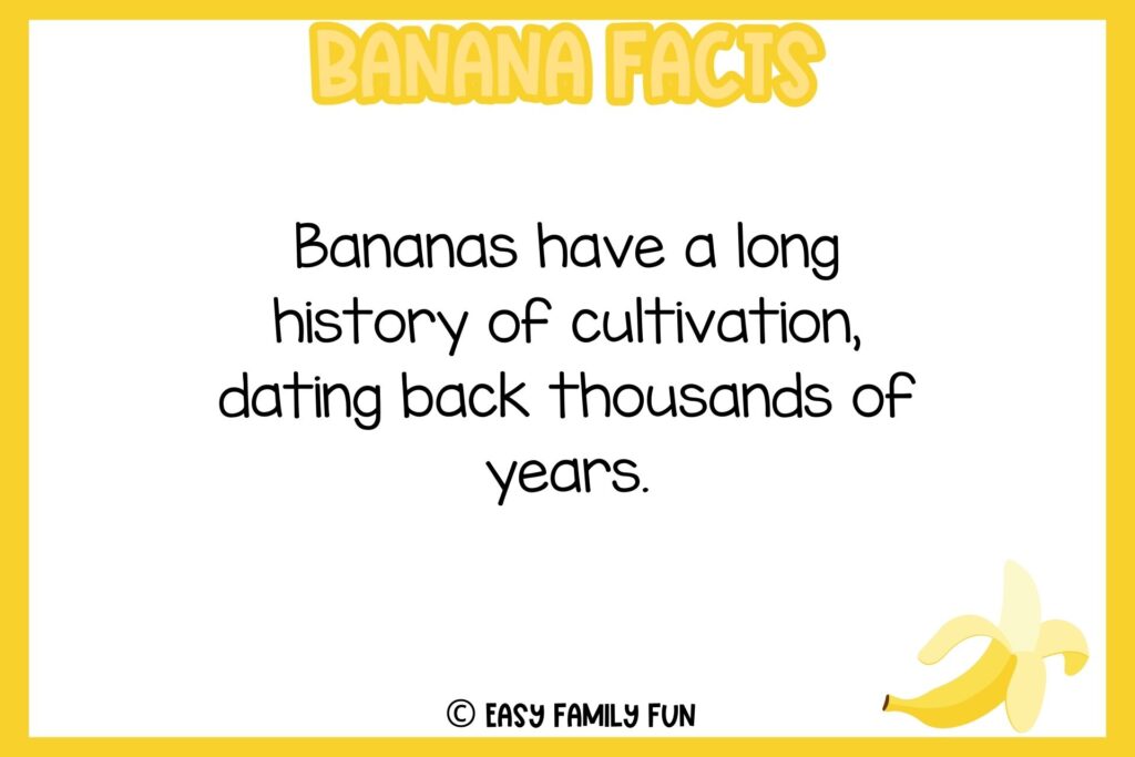 white background, yellow border, text of banana facts, and an image of a banana half peeled