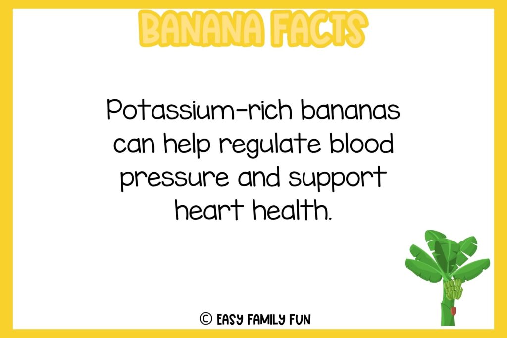 white background, yellow border, text of banana facts, and an image of a unripe banana hanging from a tree