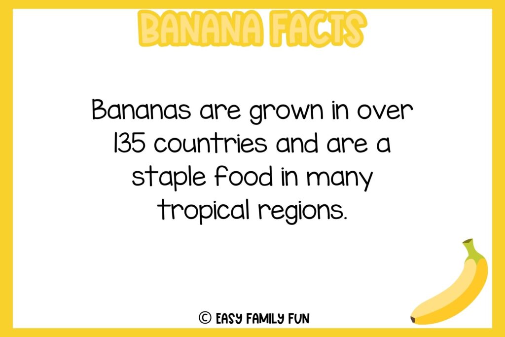 white background, yellow border, text of banana facts, and an image of one piece banana
