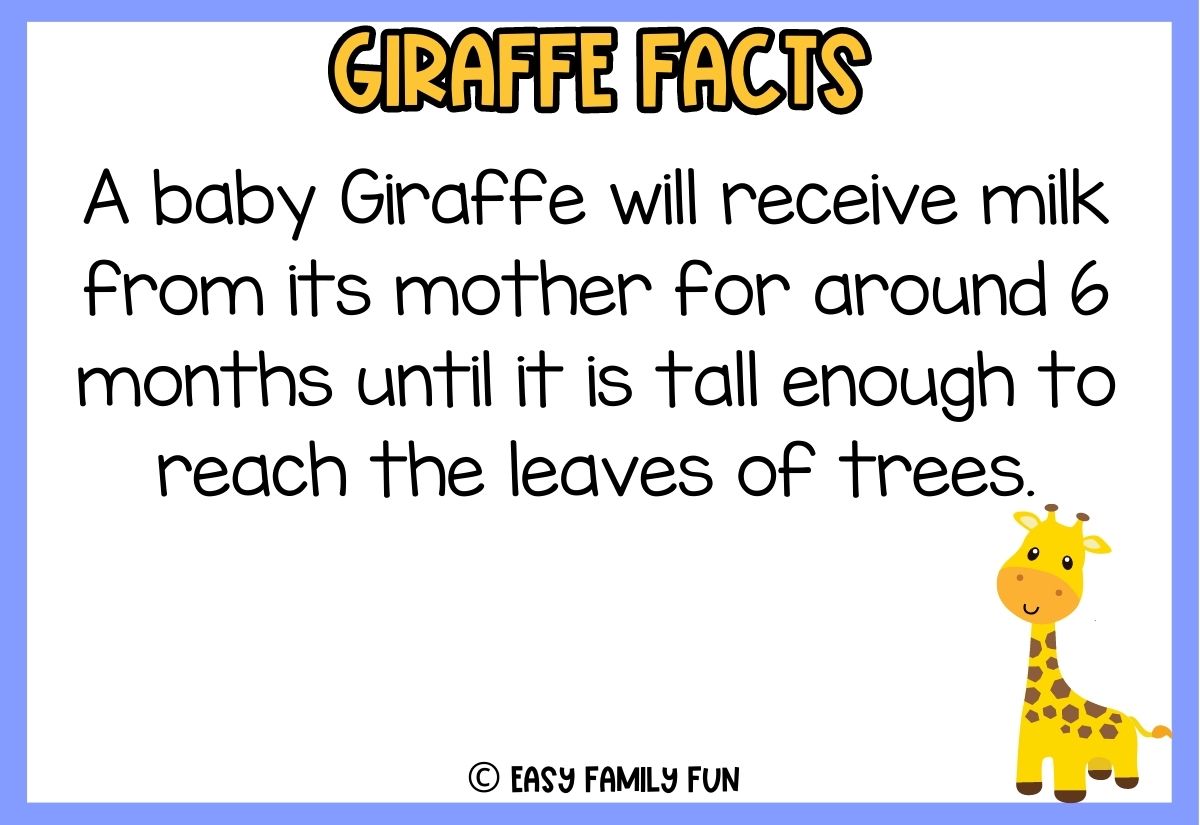50 Neck-Stretching Facts about Giraffes