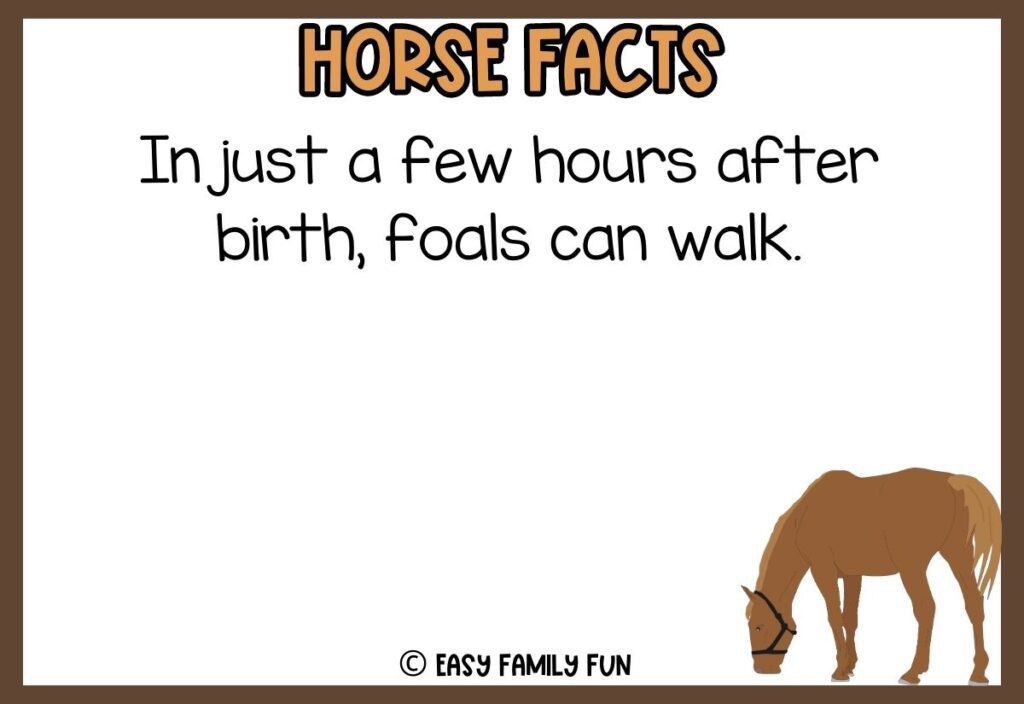 in post image with white background, brown border, bold title that says "Horse Facts", text of a fact about horses, and an image of a horse