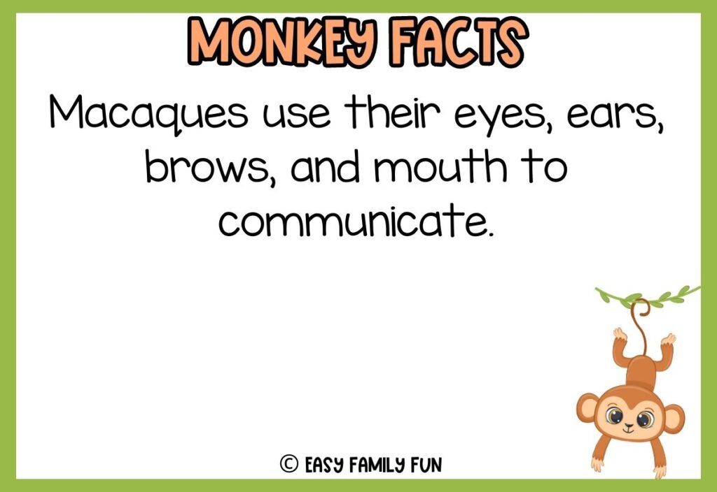 in post image with white background, green border, bold title that says "Monkey Facts", text of a fact about monkeys and an image of a monkey