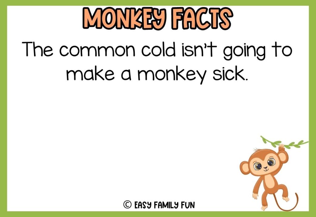 in post image with white background, green border, bold title that says "Monkey Facts", text of a fact about monkeys and an image of a monkey