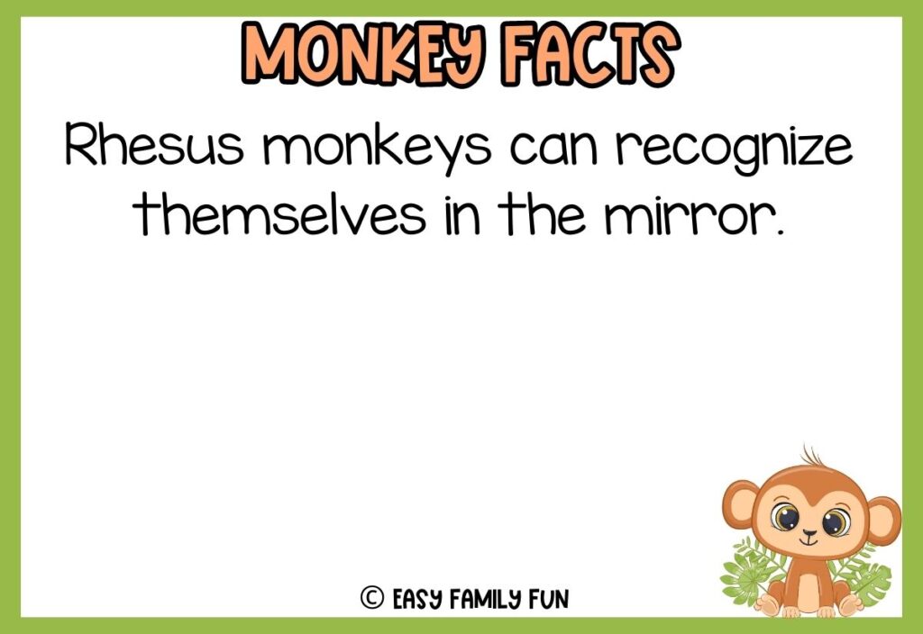 in post image with white background, green border, bold title that says "Monkey Facts", text of a fact about monkeys and an image of a monkey