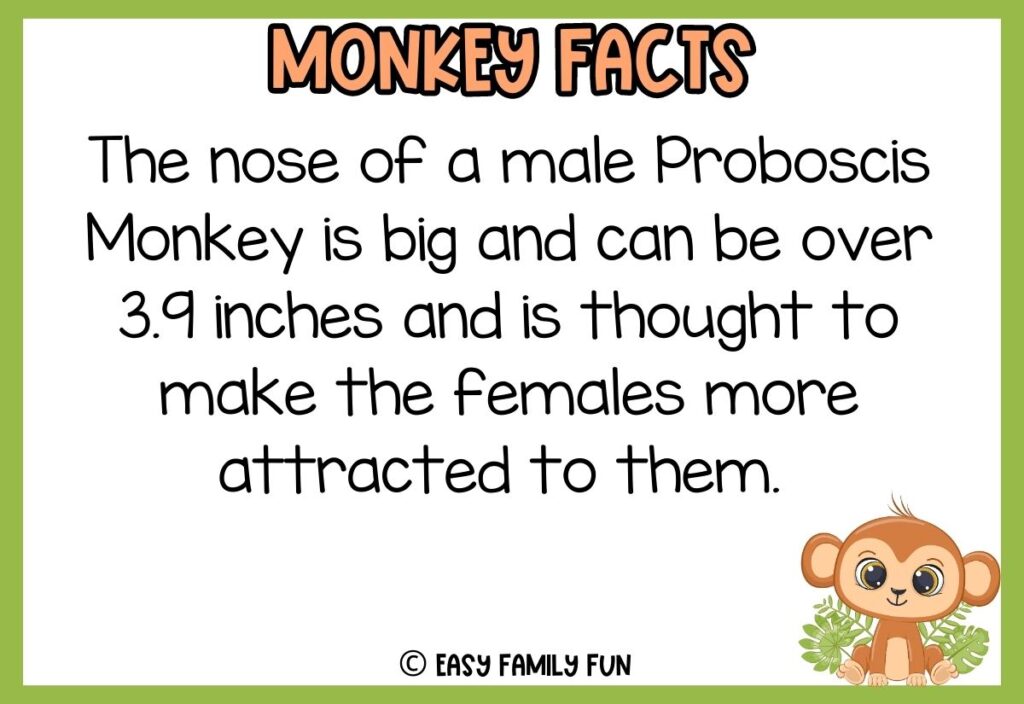 in post image with white background, green border, bold title that says "Monkey Facts", text of a fact about monkeys and an image of a monkey