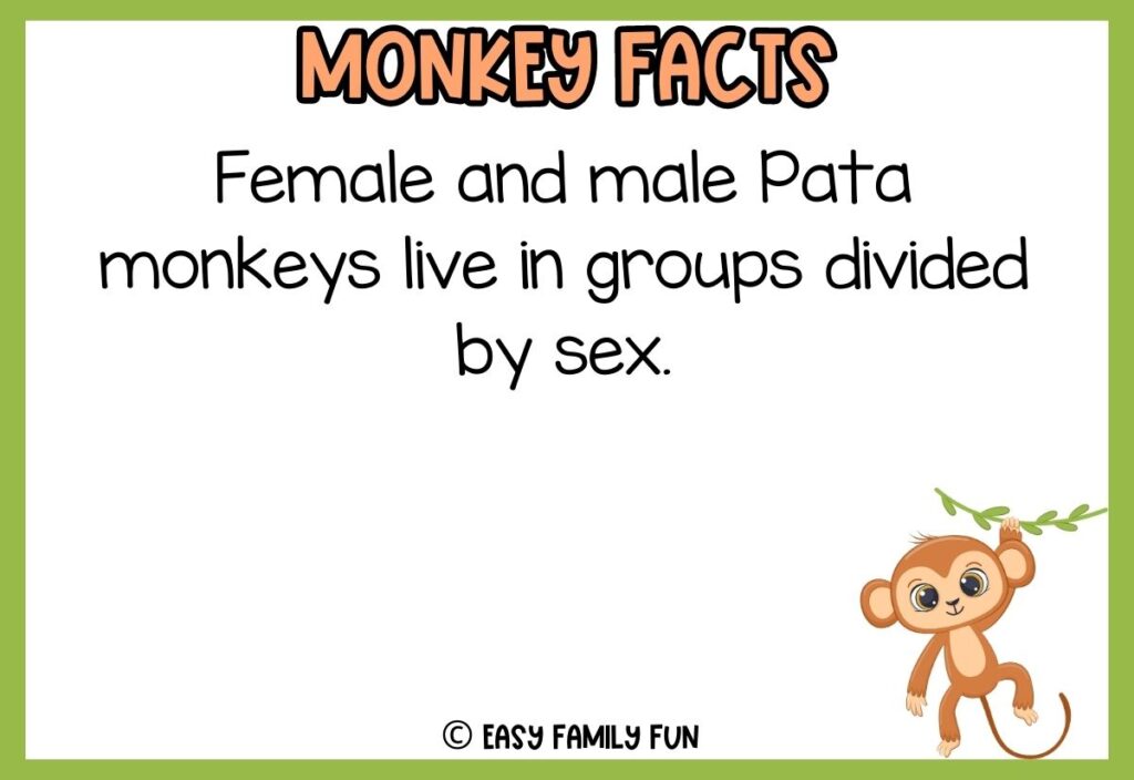 in post image with white background, green border, bold title that says "Monkey Facts", text of a fact about monkeys and an image of a monkey