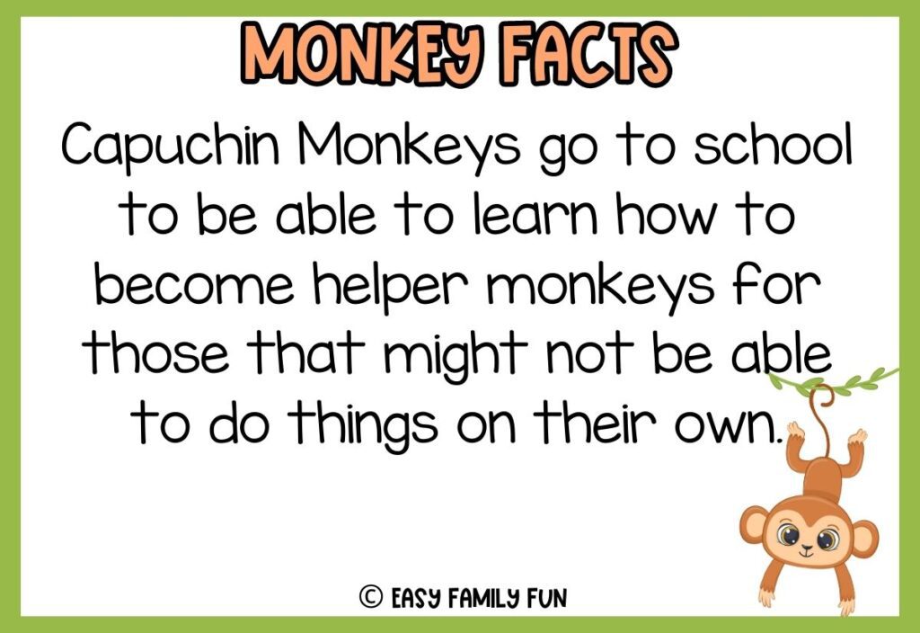 in post image with white background, green border, bold title that says "Monkey Facts", text of a fact about monkeys and an image of a monkey