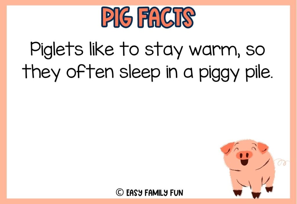 in post image with white background, peach border, peach colored title that says "Pig Facts", text of a pig fact and an image of a pig