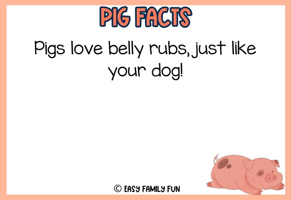 in post image with white background, peach border, peach colored title that says "Pig Facts", text of a pig fact and an image of a pig