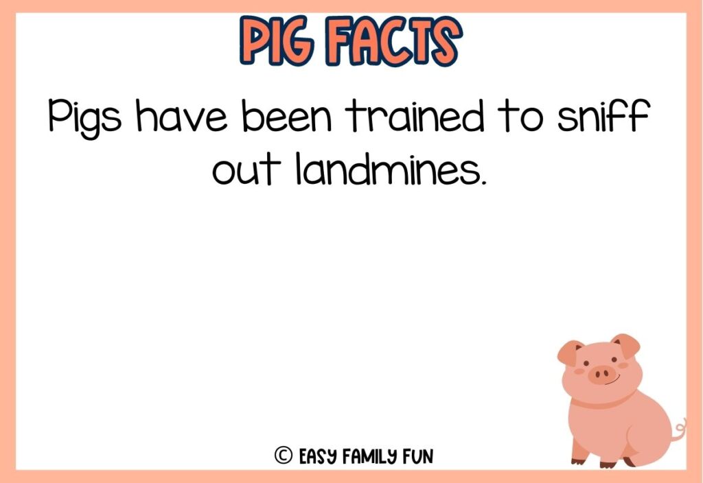 in post image with white background, peach border, peach colored title that says "Pig Facts", text of a pig fact and an image of a pig