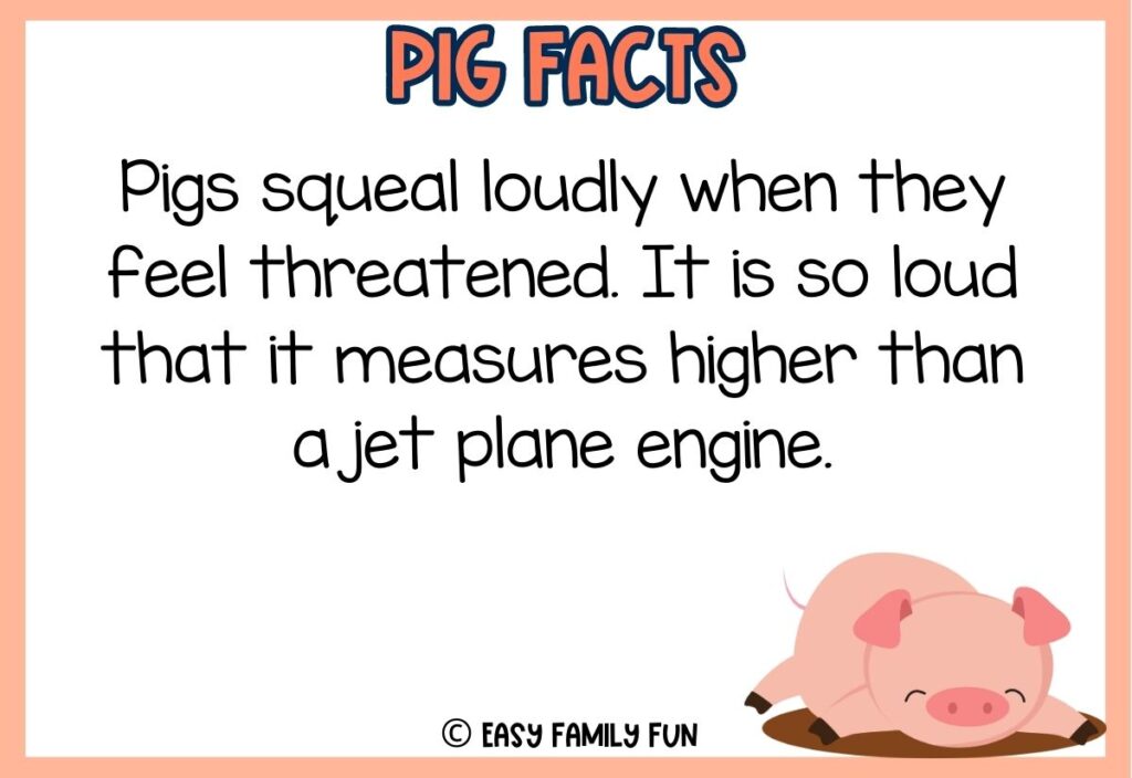 in post image with white background, peach border, peach colored title that says "Pig Facts", text of a pig fact and an image of a pig