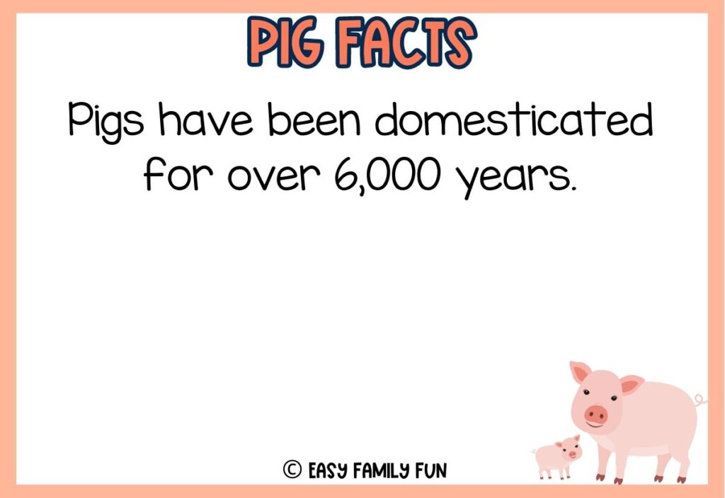 in post image with white background, peach border, peach colored title that says "Pig Facts", text of a pig fact and an image of a pig