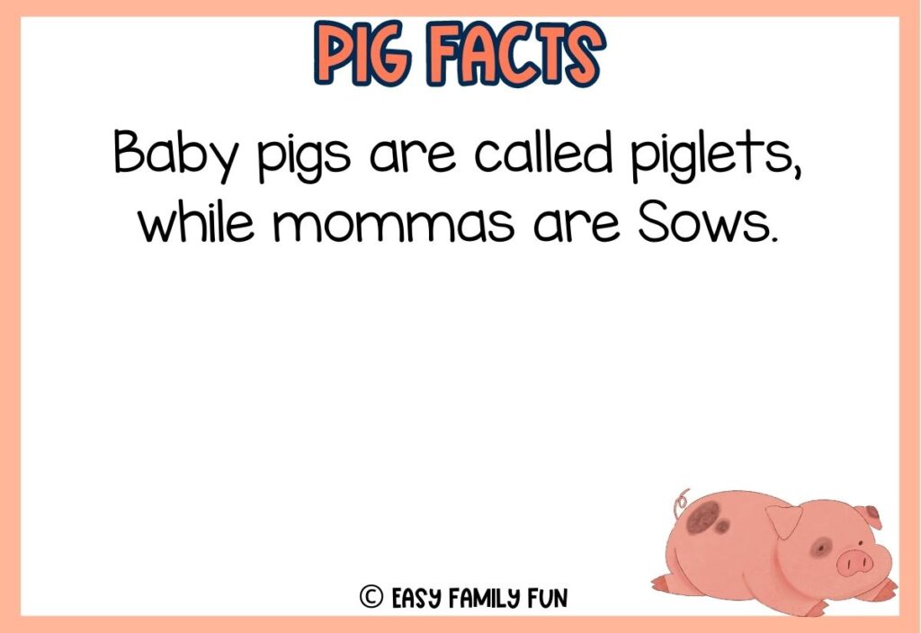 in post image with white background, peach border, peach colored title that says "Pig Facts", text of a pig fact and an image of a pig