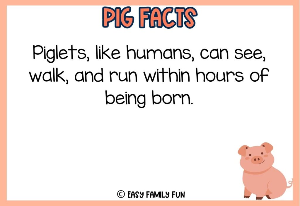 in post image with white background, peach border, peach colored title that says "Pig Facts", text of a pig fact and an image of a pig