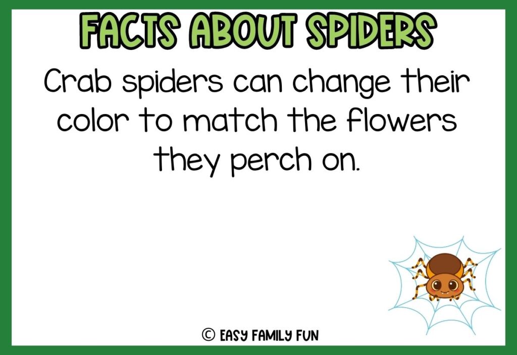 white background, green border saying facts about spiders with a image of a cute cartoon spider
