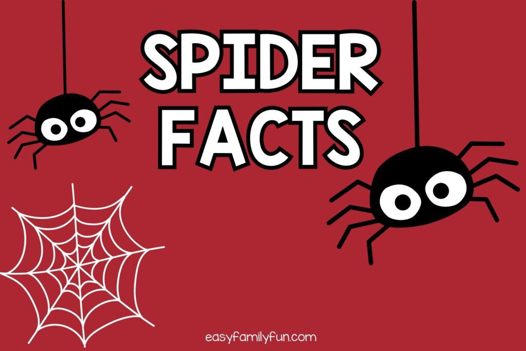 featured image with red background and white text that says “spider facts"
