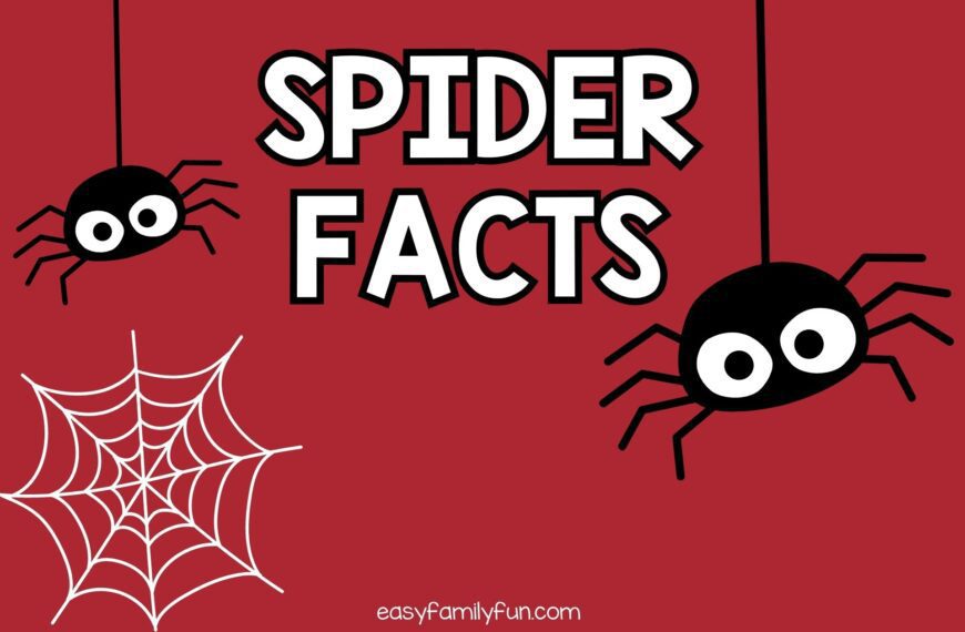 53 Fascinating Facts about Spiders [Free Fact Cards]