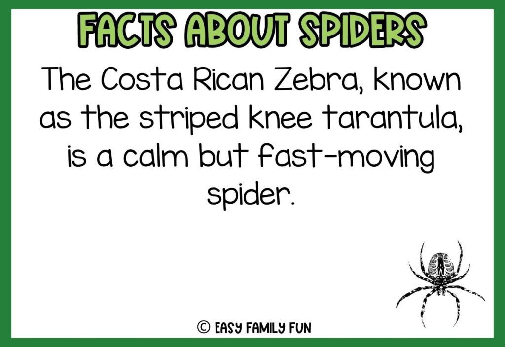 white background, green border saying facts about spiders with a image of a cute cartoon spider
