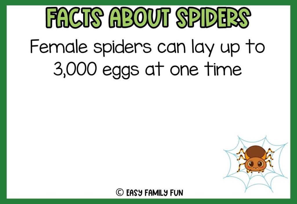 white background, green border saying facts about spiders with a image of a cute cartoon spider
