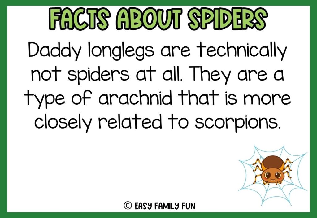 white background, green border saying facts about spiders with a image of a cute cartoon spider
