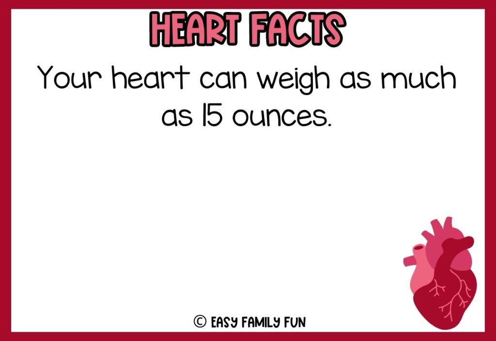 in post image with white background, red border, bold pink title that says "Heart Facts", text of a fact about your heart, and an image of a heart