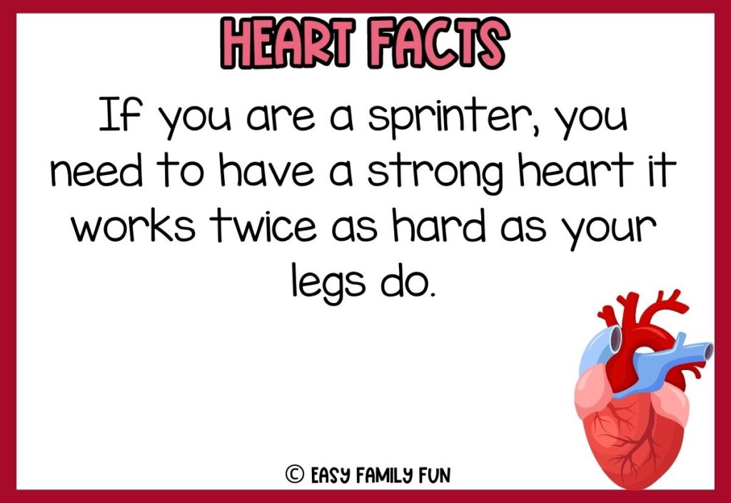 in post image with white background, red border, bold pink title that says "Heart Facts", text of a fact about your heart, and an image of a heart